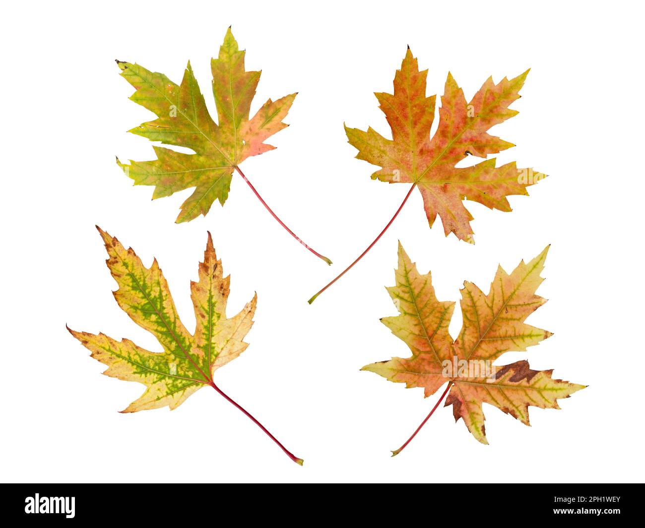 Acero d'argento o Acer saccharinum luminoso autunno colorato quattro foglie set isolato su bianco. Foto Stock