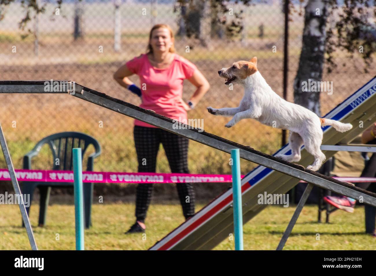 LYSA NAD LABEM, REPUBBLICA CECA - 26 SETTEMBRE 2021: Cane e un gestore che corre su cane cammina durante la competizione di agilità a Lysa nad Labem, Repub Ceca Foto Stock