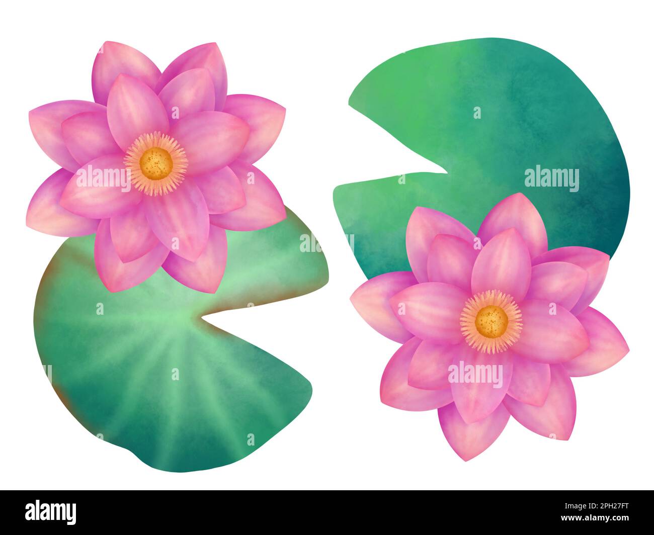 loto rosa con foglie verdi acquerello dipinto a mano Foto Stock