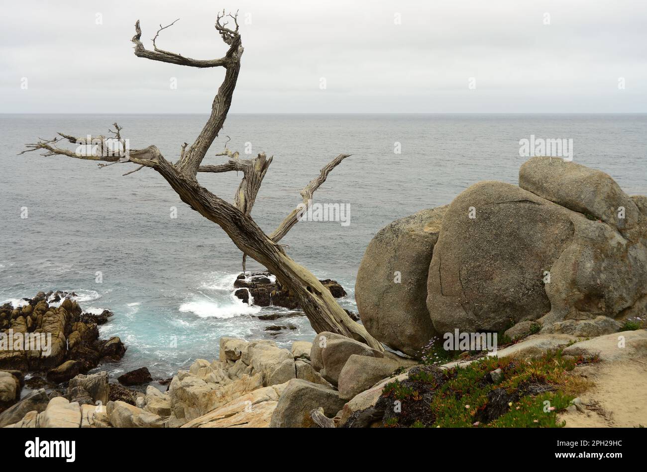 Dead Sargent Cypress Cupressus sargentii albero lungo la costa settentrionale della California Foto Stock