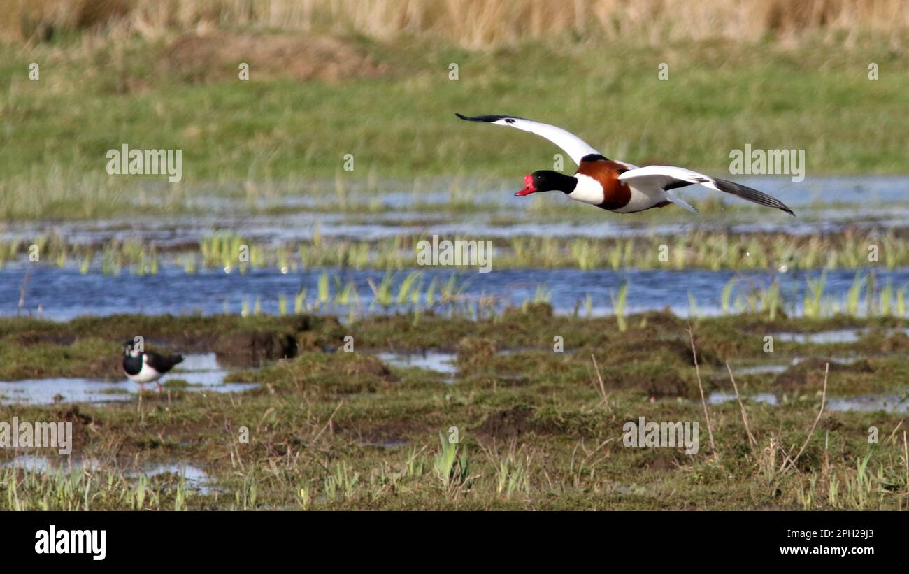 Shelduck in volo Foto Stock