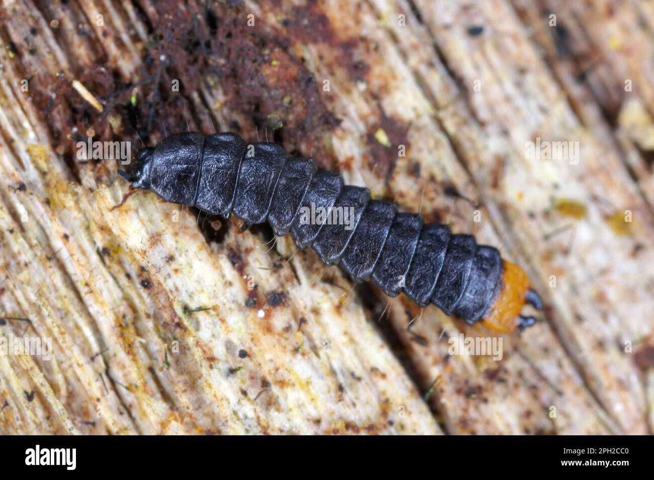 Lygistopterus sanguineus larva (predatorio) su legno. Coleotteri con ali netti nella famiglia Lycidae. Foto Stock
