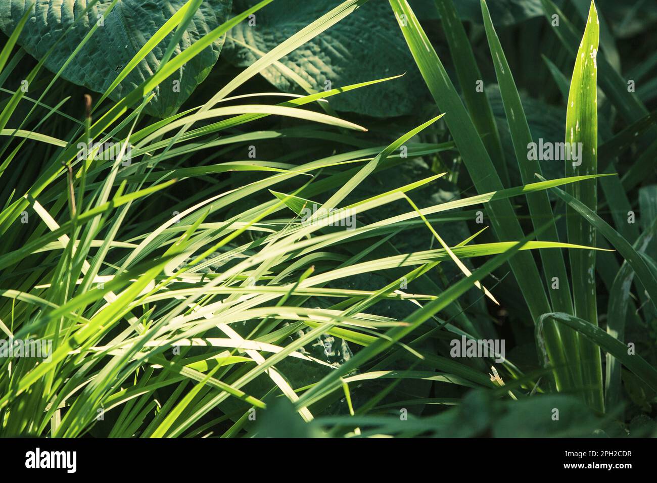 Particolare del giardino Foto Stock