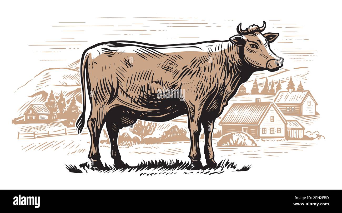 Mucca che pascola in un terreno agricolo. Villaggio, paesaggio rurale, incisione schizzo. Illustrazione vettore azienda casearia Illustrazione Vettoriale