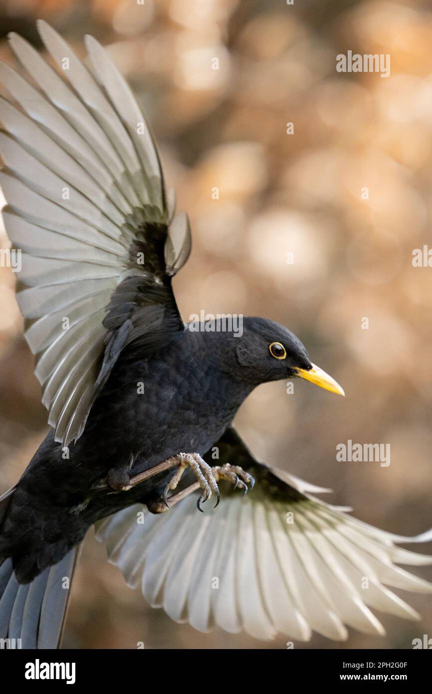 Maschio Blackbird (Turdus merula) primo piano con le ali sparse. Yorkshire, Regno Unito (febbraio 2023) Foto Stock