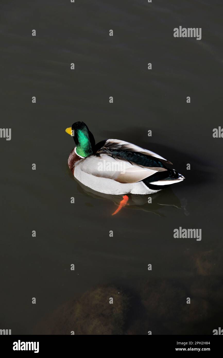 Adulto Mallard Drake. Molla. Data marzo 2023.cym Foto Stock