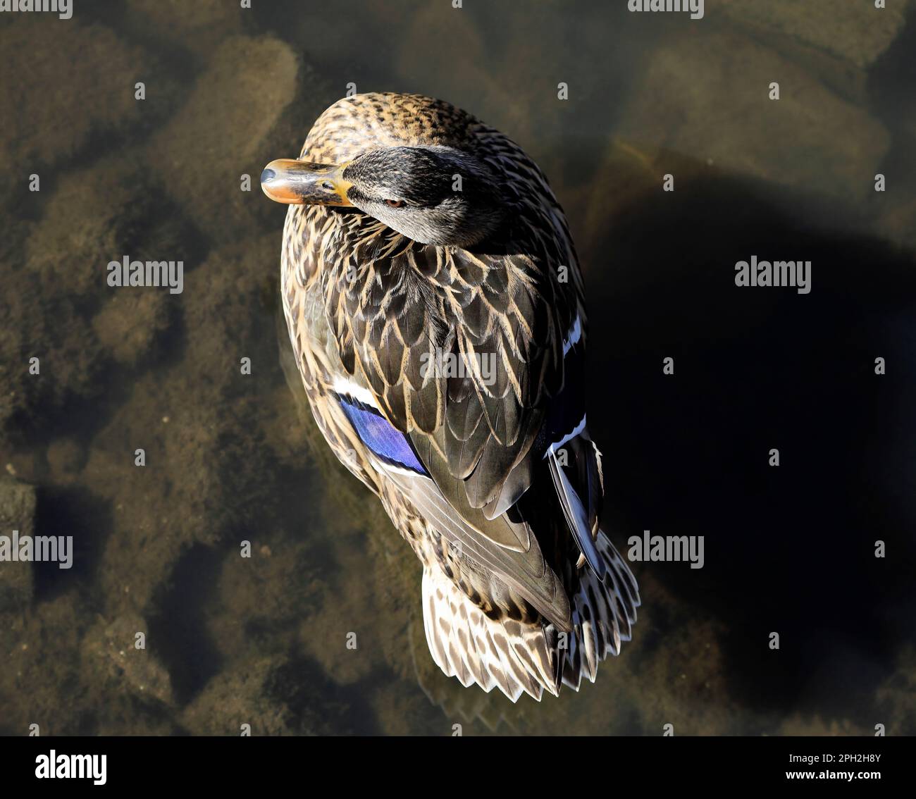 Femmina adulta Mallard Duck. Molla. Data marzo 2023.cym Foto Stock