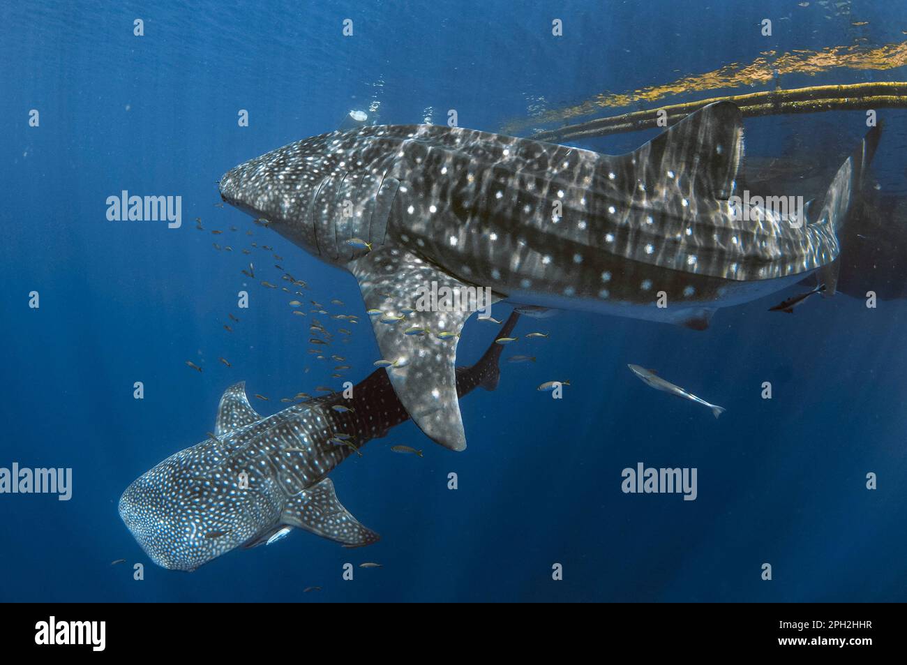 Coppia di squali balena, Rhincodon typus, con Live Sharksucker, Echeneis naucrates, vicino a zattera da pesca, bagan, Baia di Cenderawasih, Papua Occidentale, Indonesia Foto Stock