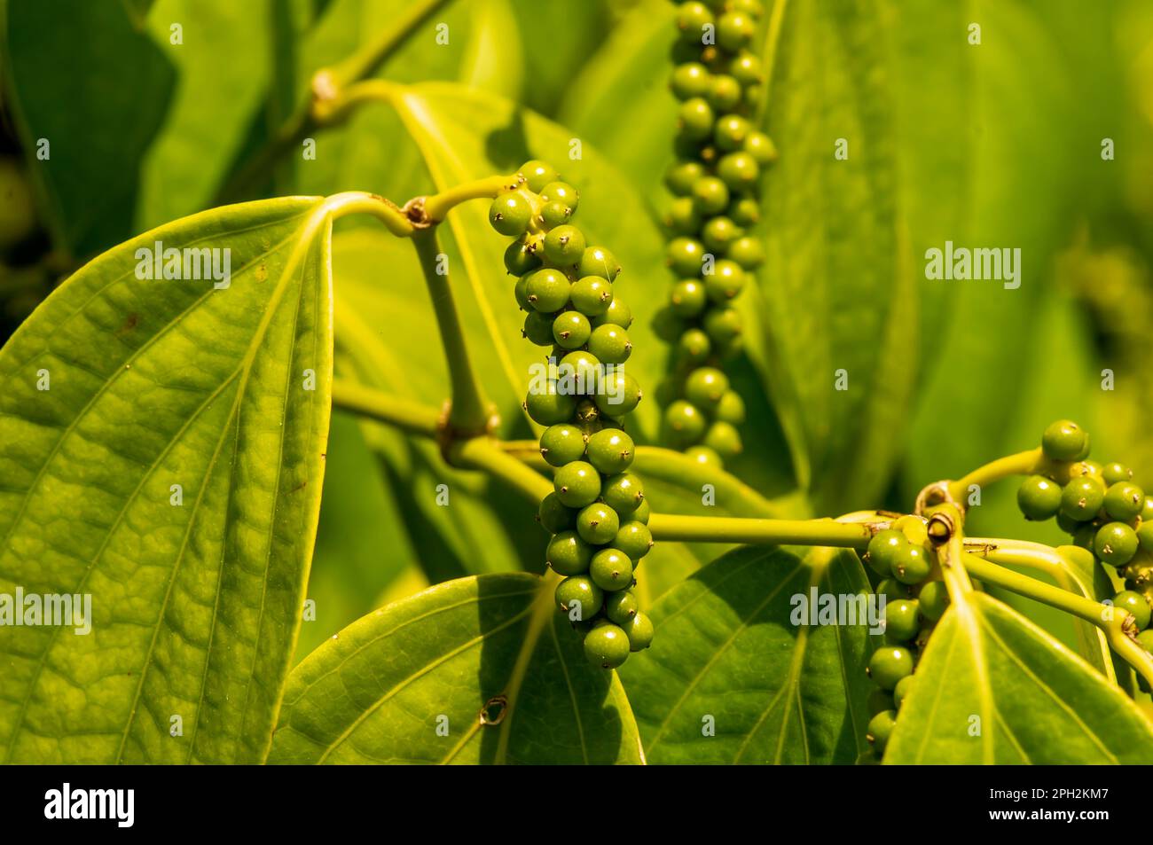 Lada, merica, nigrum di Piper, peppercorn, pepe comune, pepe verde fresco seme sull'albero, fuoco poco profondo Foto Stock