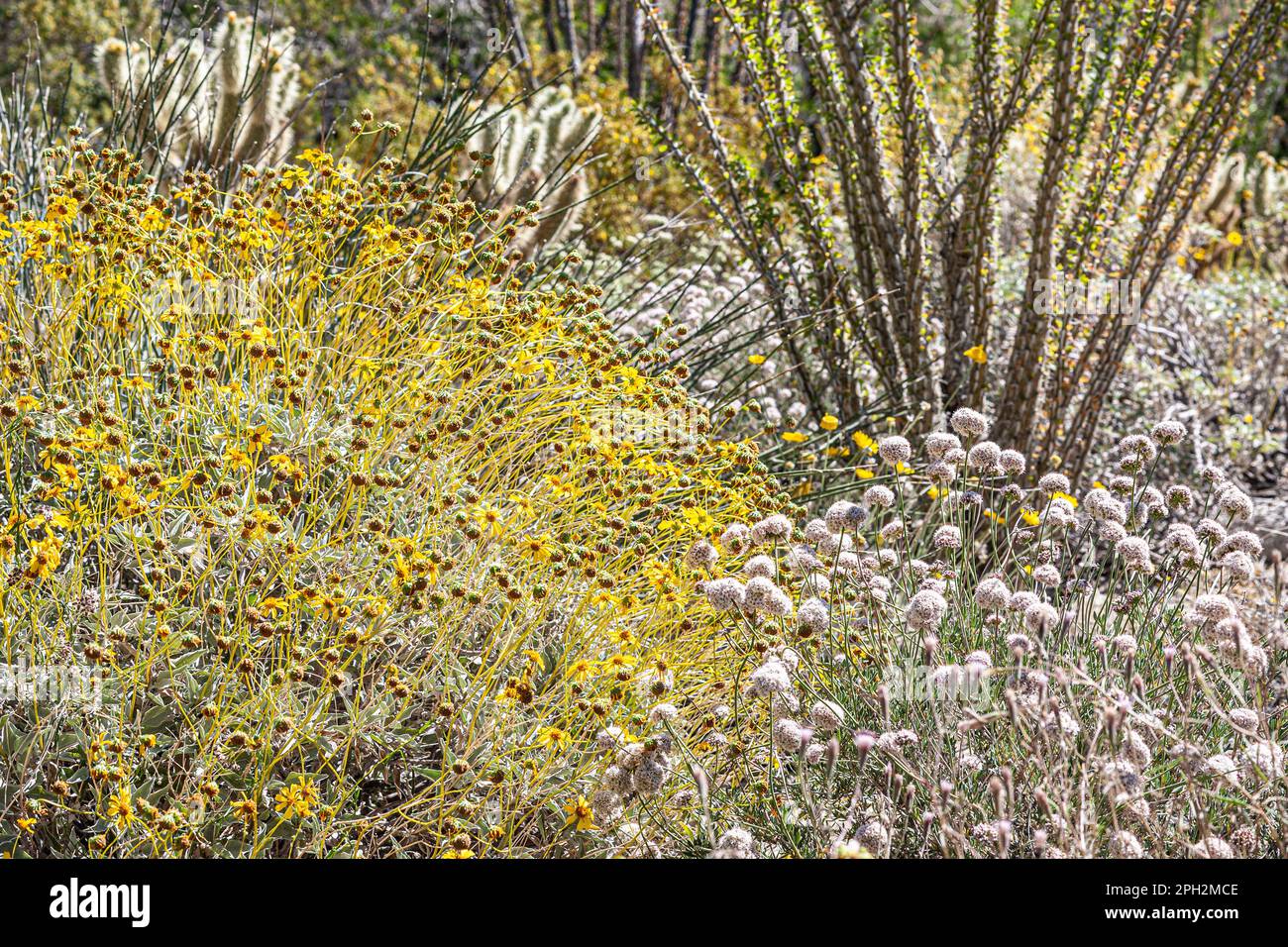 Brittlebush fioritura pianta tra il sud California Mojave deserto paesaggio Foto Stock