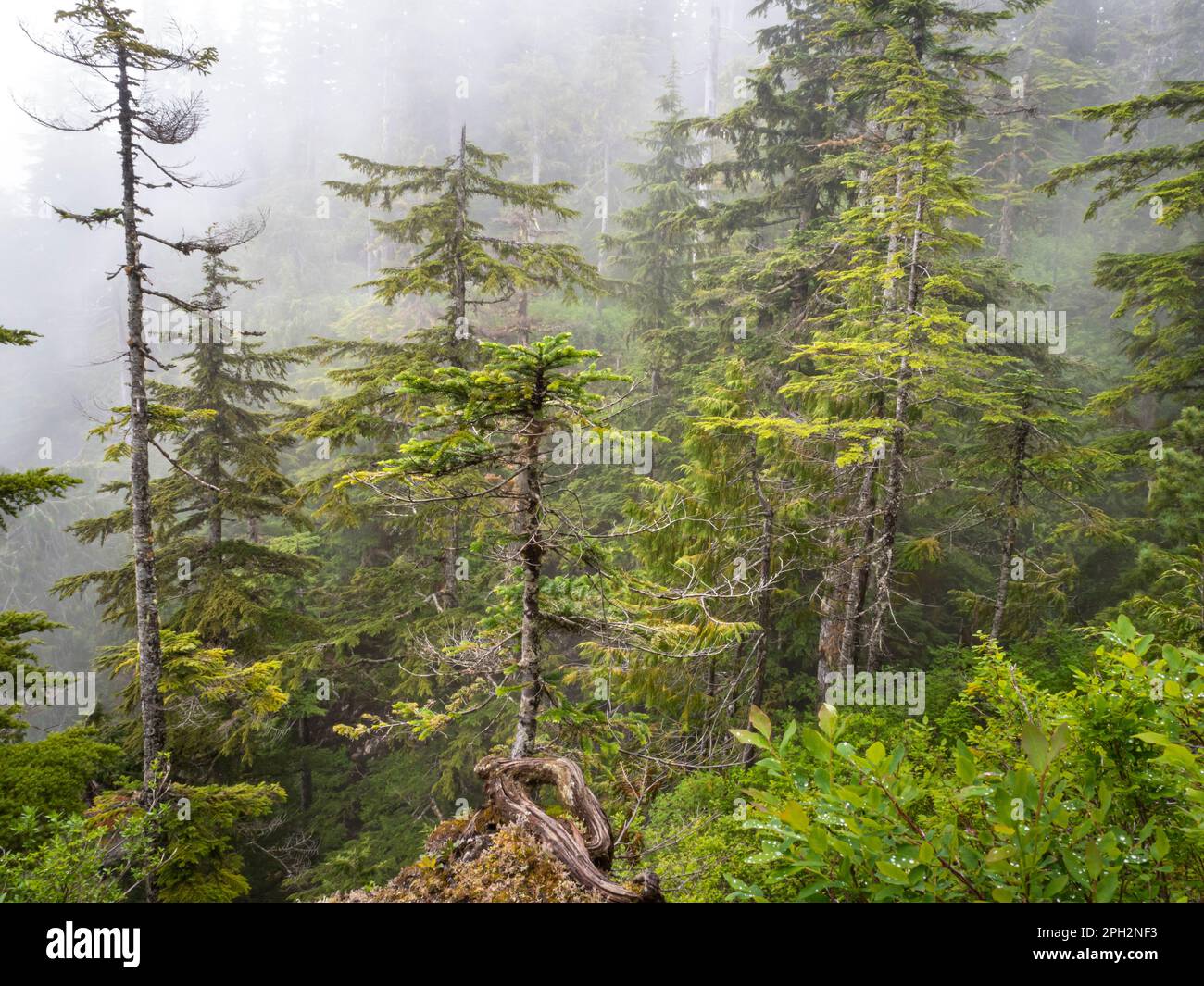 BC00723-00...BRITISH COLUMBIA - nebbia tra gli alberi su Walt Hill, vista dal Sunshine Coast Trail. Foto Stock