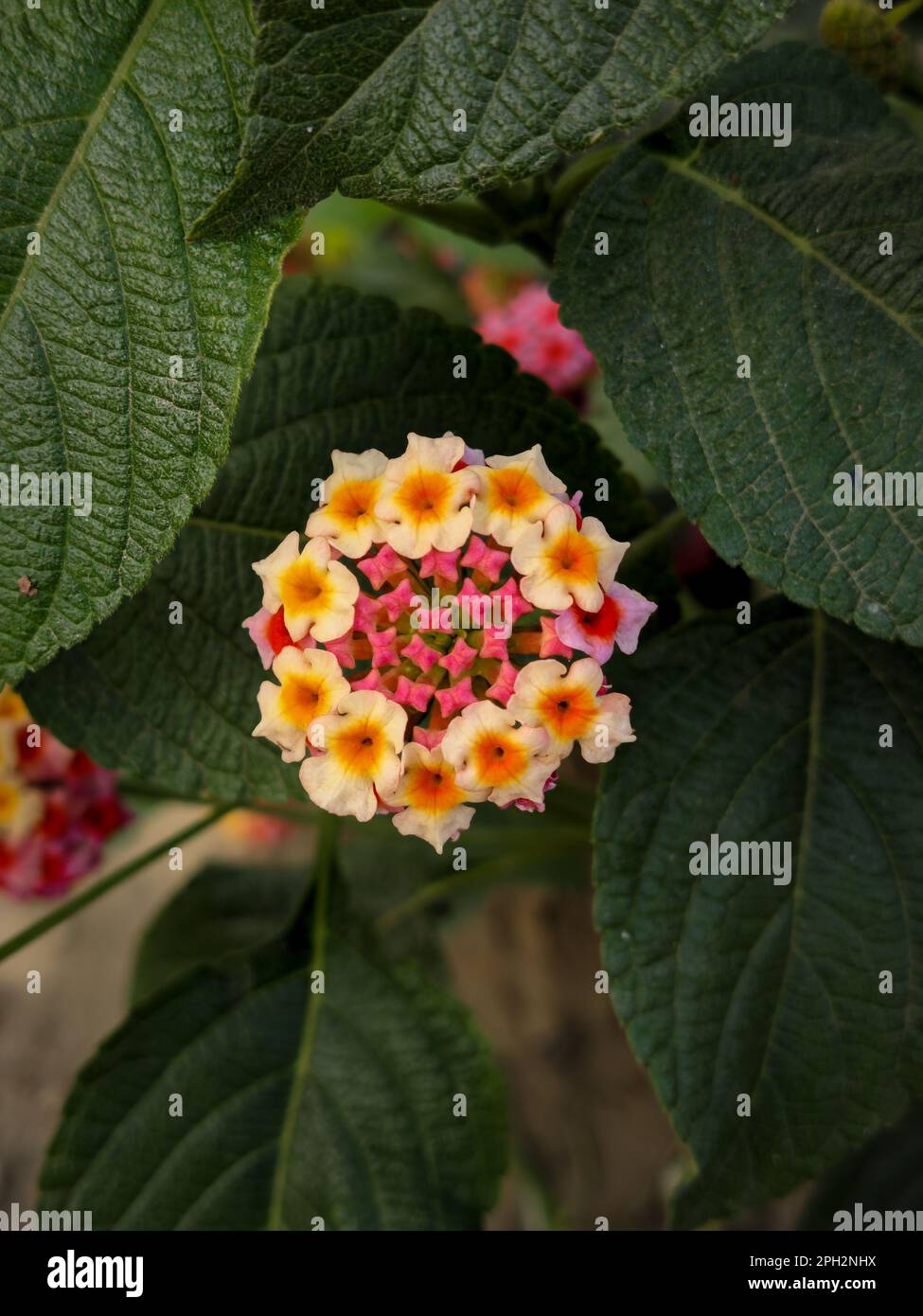Un colpo verticale del fiore della pianta di lantana in piena fioritura nel suo habitat naturale Foto Stock