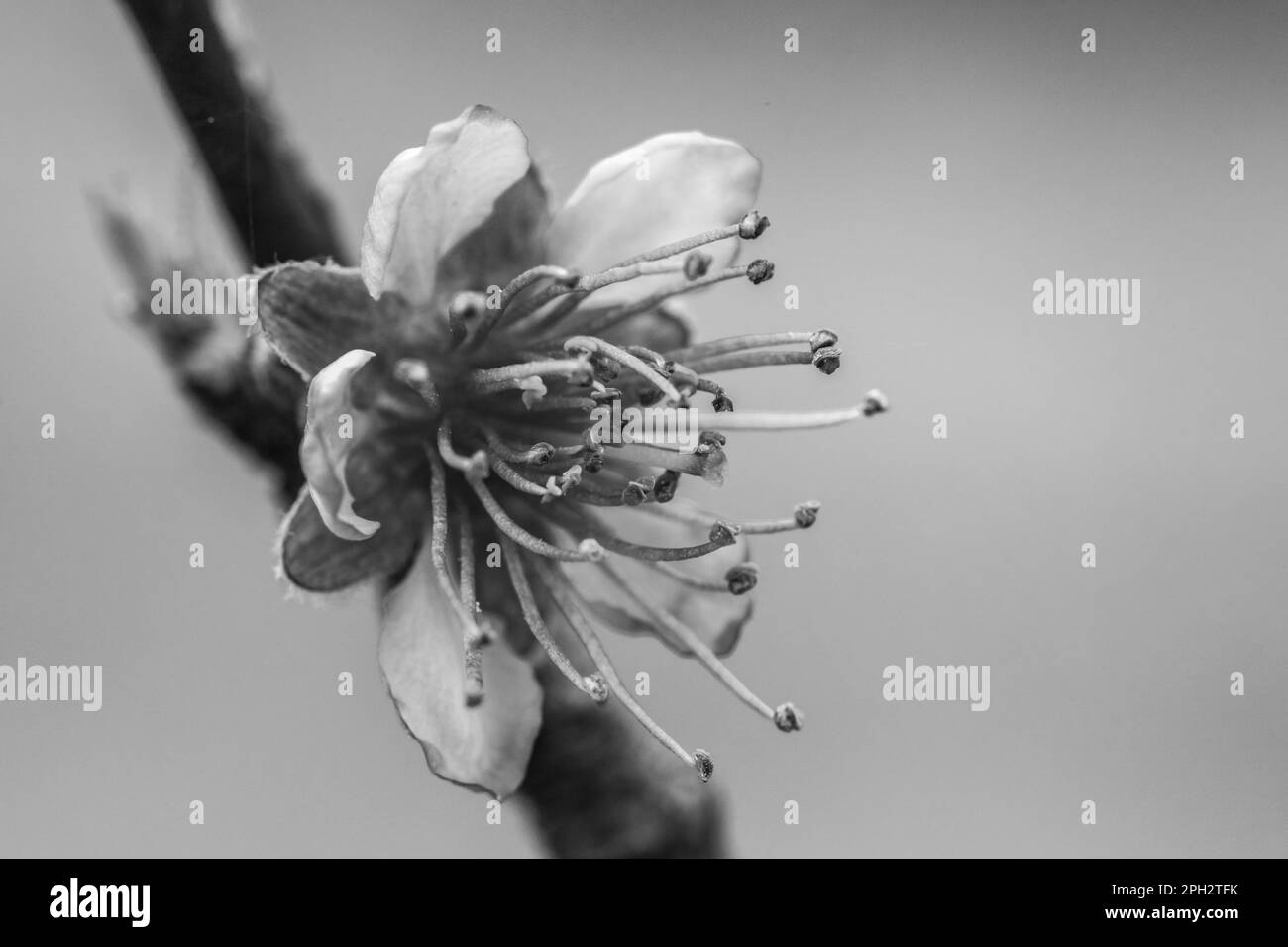 Vue macroscopique d'une fleur de pêche de vigne Foto Stock