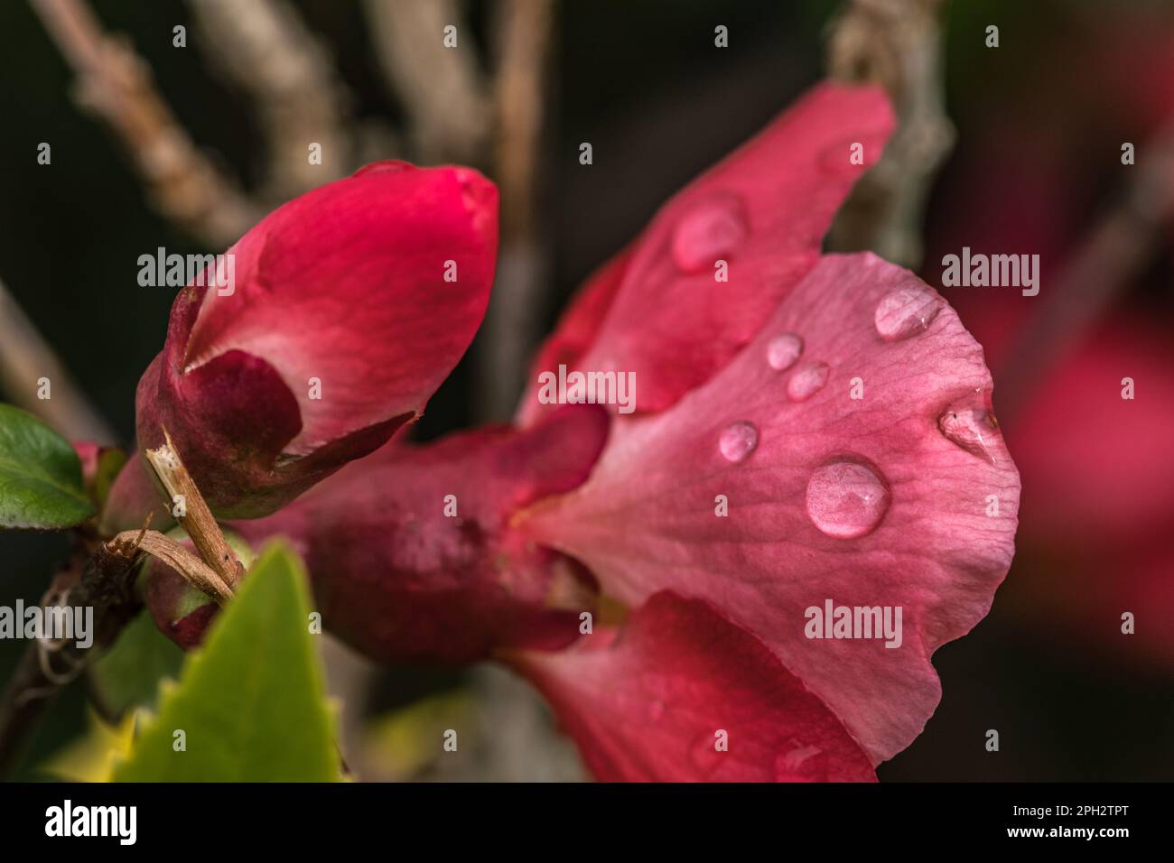 Vue macroscopique d'une fleur de cognassier du Japon Foto Stock