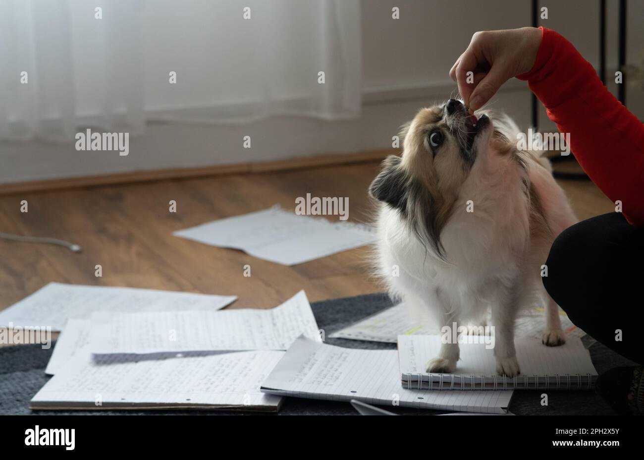Lavorare a casa con un piccolo cane in chihuahua tricolore che cammina in cima a documenti di studio/ufficio. Foto Stock