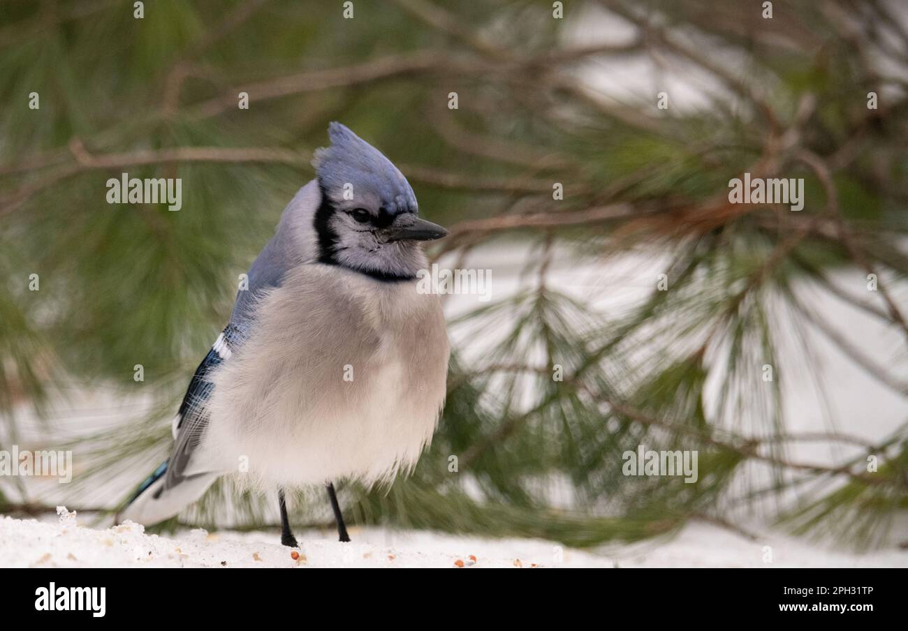 Questo Blue Jay è soffiato contro il freddo invernale e scansiona la neve alla ricerca di semi per un pasto mattutino durante la tempesta di neve primaverile in Michigan. Foto Stock
