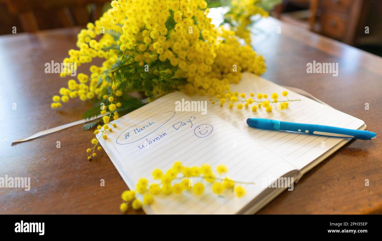 Fiori e fiori in vaso di mimosa, Acacia dealbata, un bel fiore simbolo della Festa della Donna celebrata il 8 marzo Foto Stock
