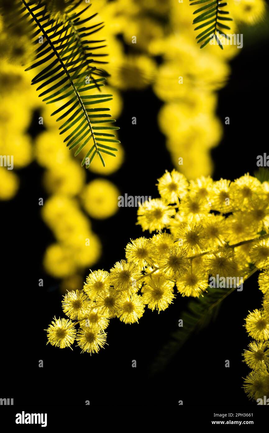 Fiori e fiori in vaso di mimosa, Acacia dealbata, simbolo della Festa della Donna celebrata il 8 marzo Foto Stock