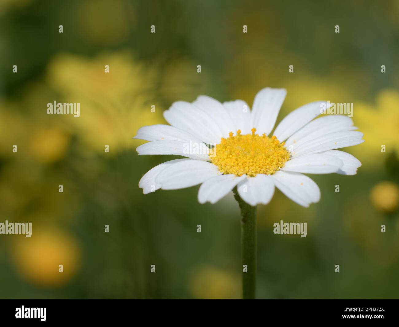 foto primo piano in bianco e giallo fiore a margherita Foto Stock