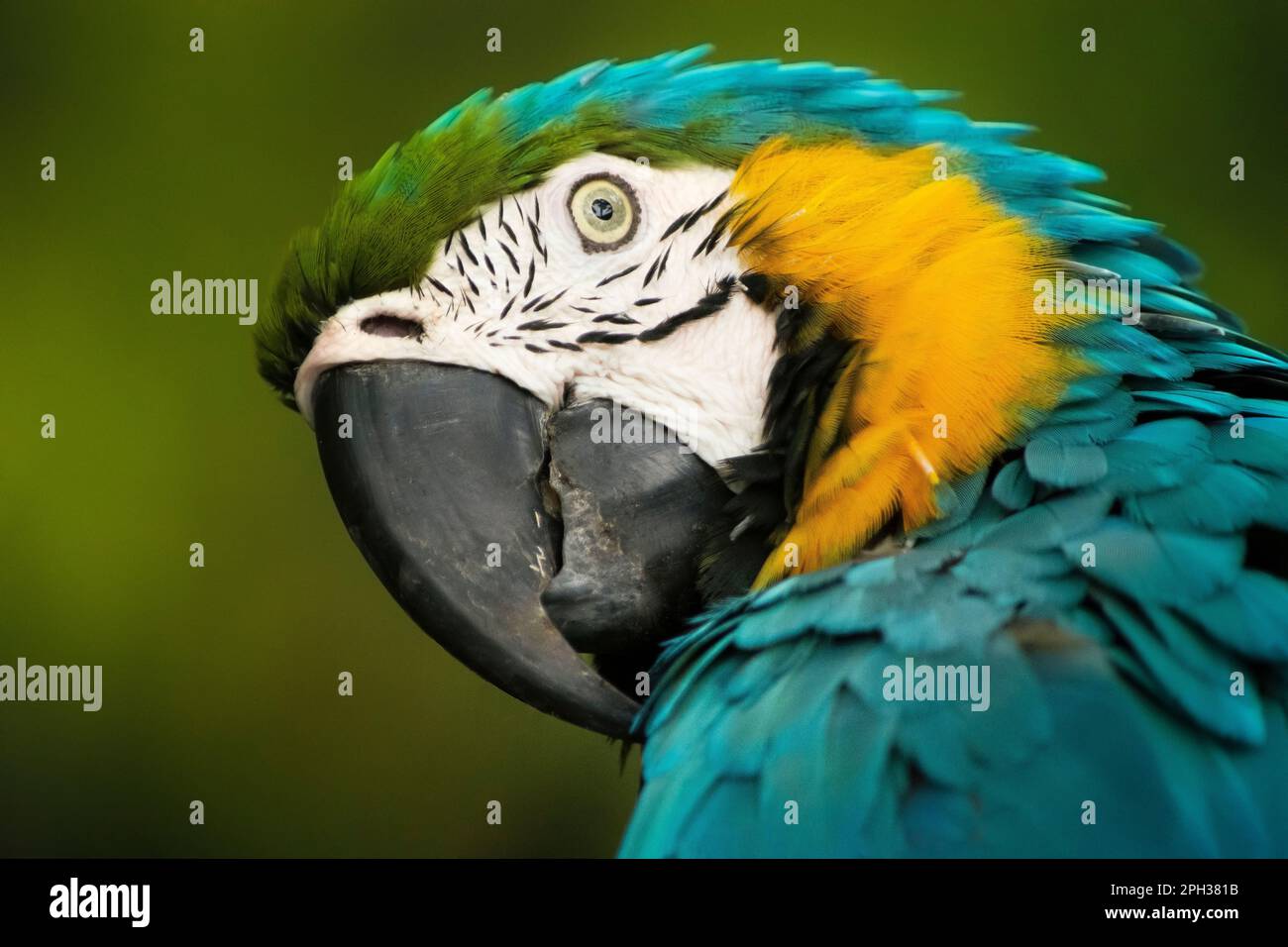 Guacamayo azul con amarillo ara arauna Foto Stock