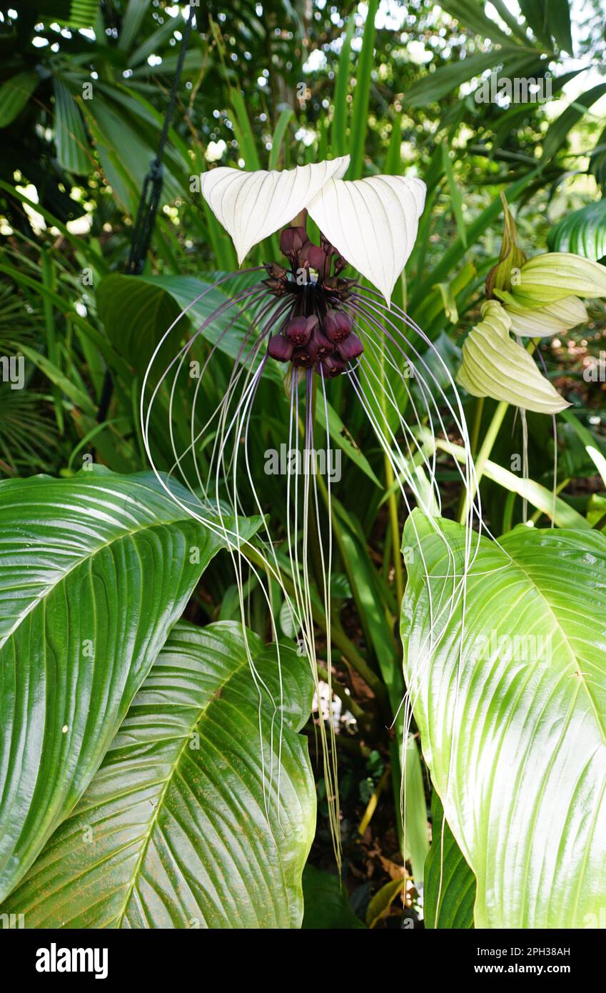 Primo piano del fiore unico e a capelli lunghi di Sauropus Spatulifolius, noto anche come lingua del Drago Foto Stock