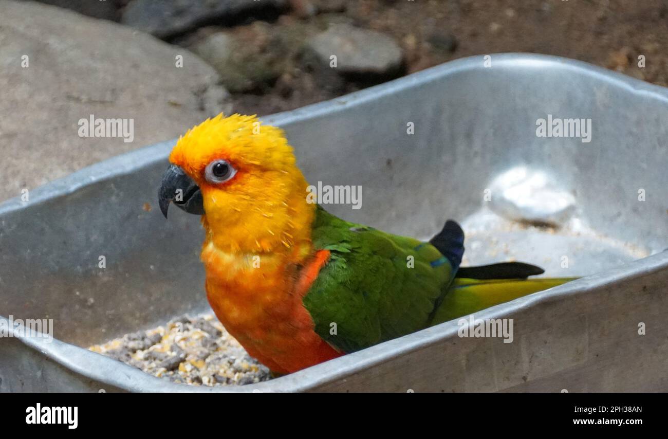 Primo piano di un bel sole giallo e verde conure Foto Stock
