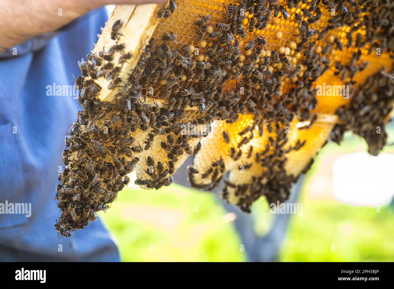 Il pettine per sbavatura è un tipo di favo naturale. mondo creativo delle api: un apicoltore che ama il lavoro. Routine affidabile: Apicoltore, ispezione della struttura Foto Stock