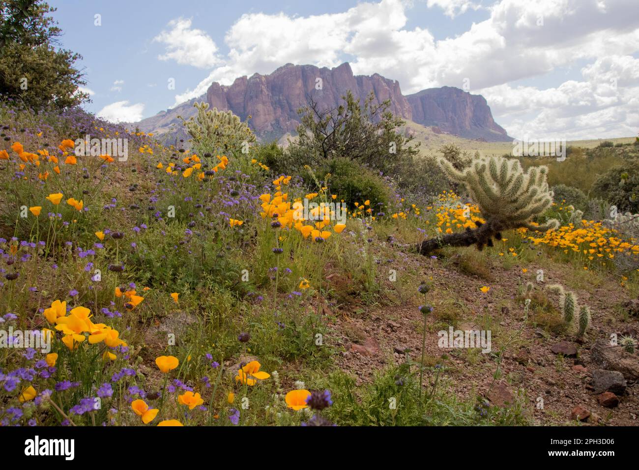 Super fioritura al Lost Dutchman state Park a Apache Junction, Arizona Foto Stock