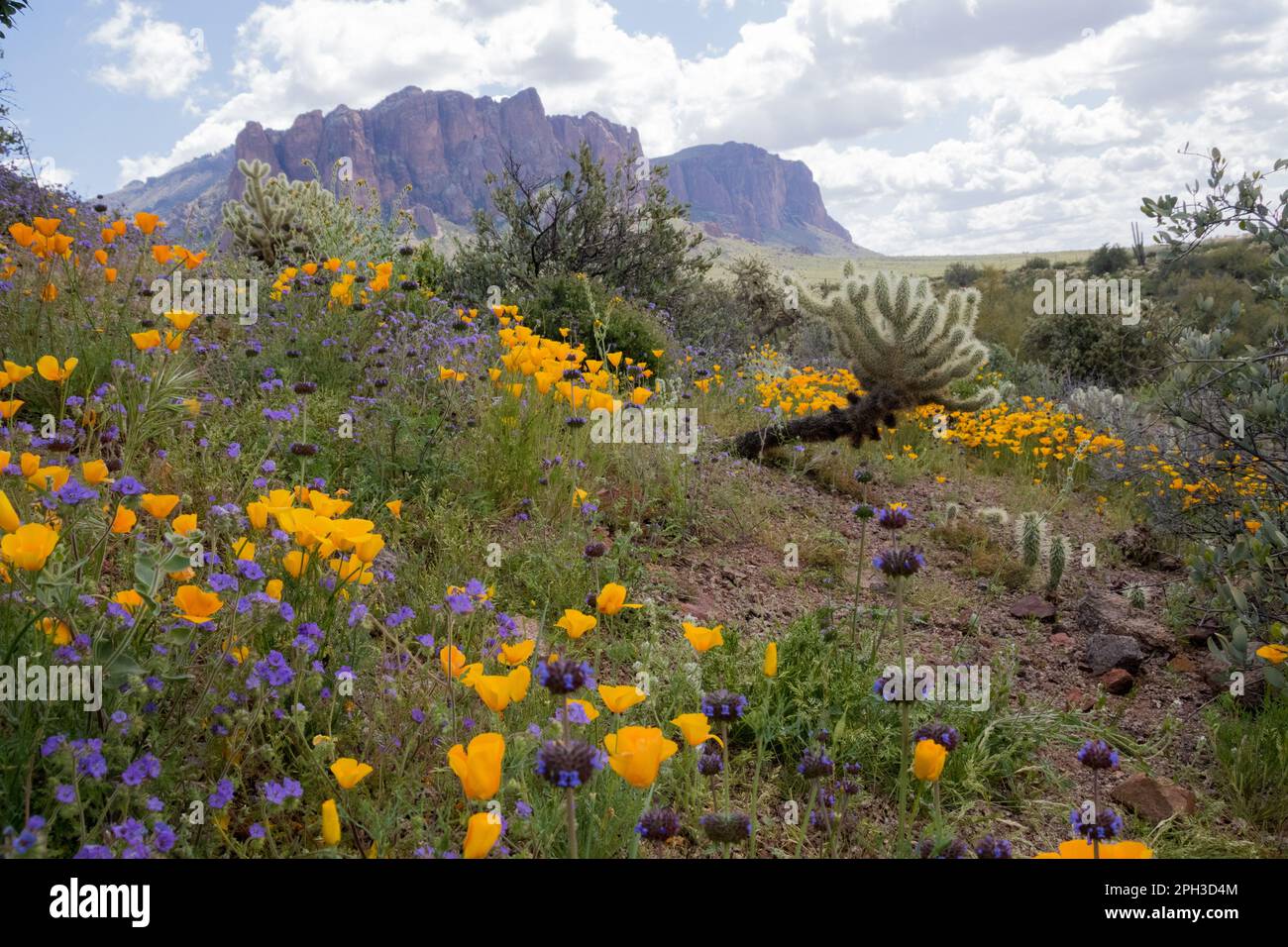 Super fioritura al Lost Dutchman state Park a Apache Junction, Arizona Foto Stock