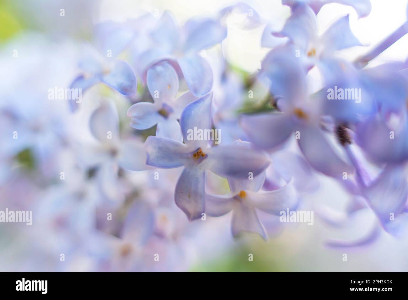 Splendidi fiori di lilla primaverile sullo sfondo. sfondo sfocato Foto Stock