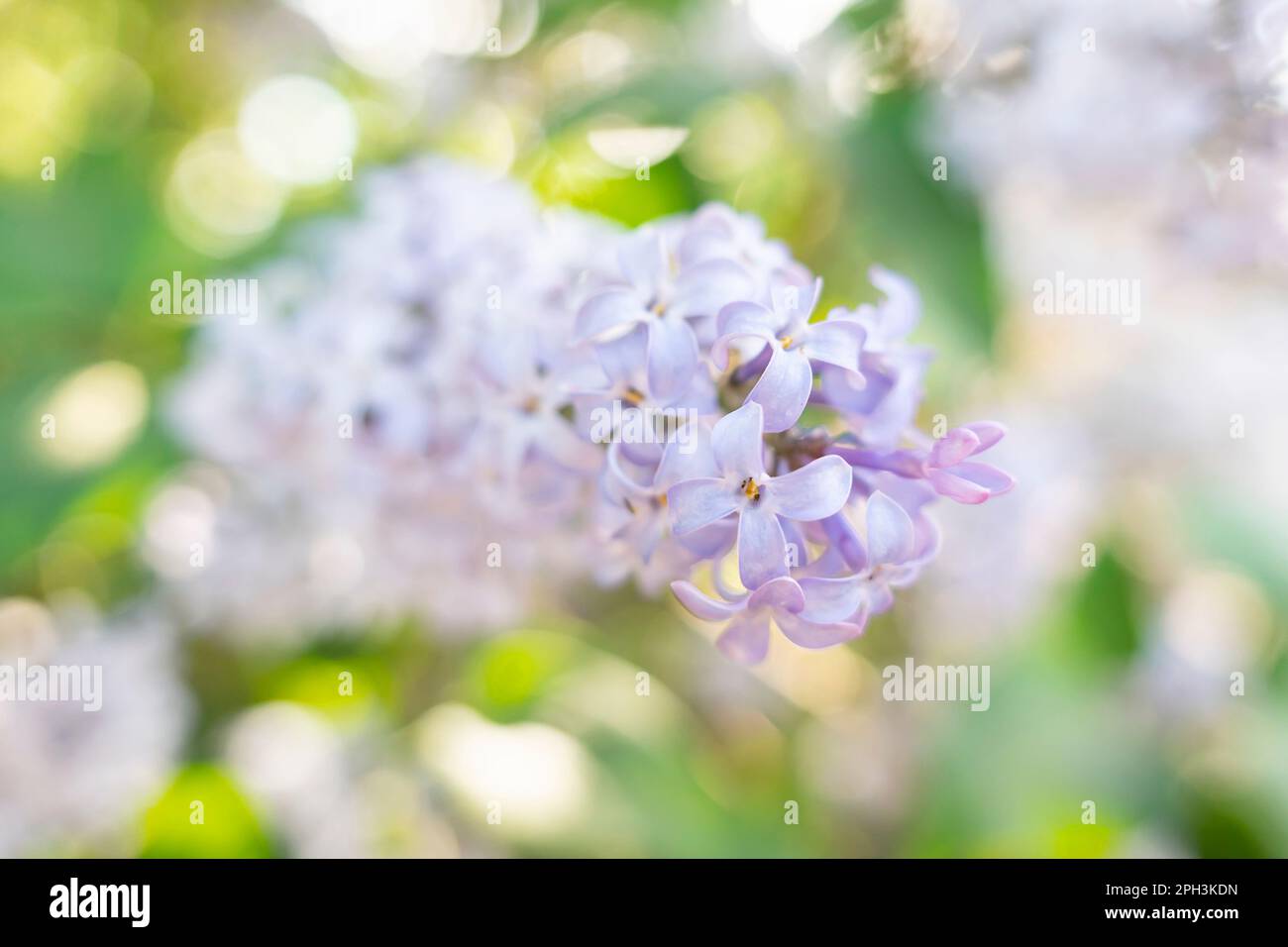 Splendido sfondo con fiori di lilla. Primo piano di rami lilla Foto Stock