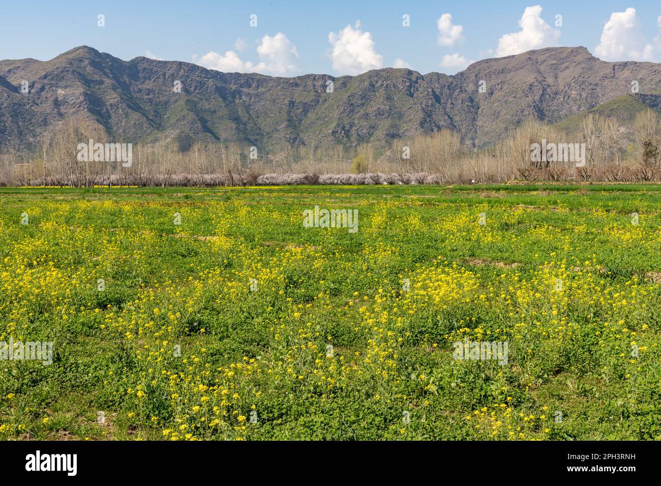 I campi di senape fioriscono nella valle di Swat, Pakistan Foto Stock