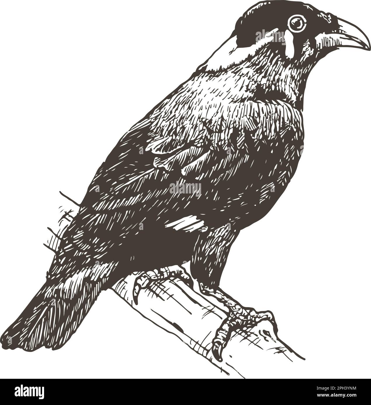 mynah hill, uccello che imita la lingua umana, disegnata a mano, illustrazione vettoriale Illustrazione Vettoriale