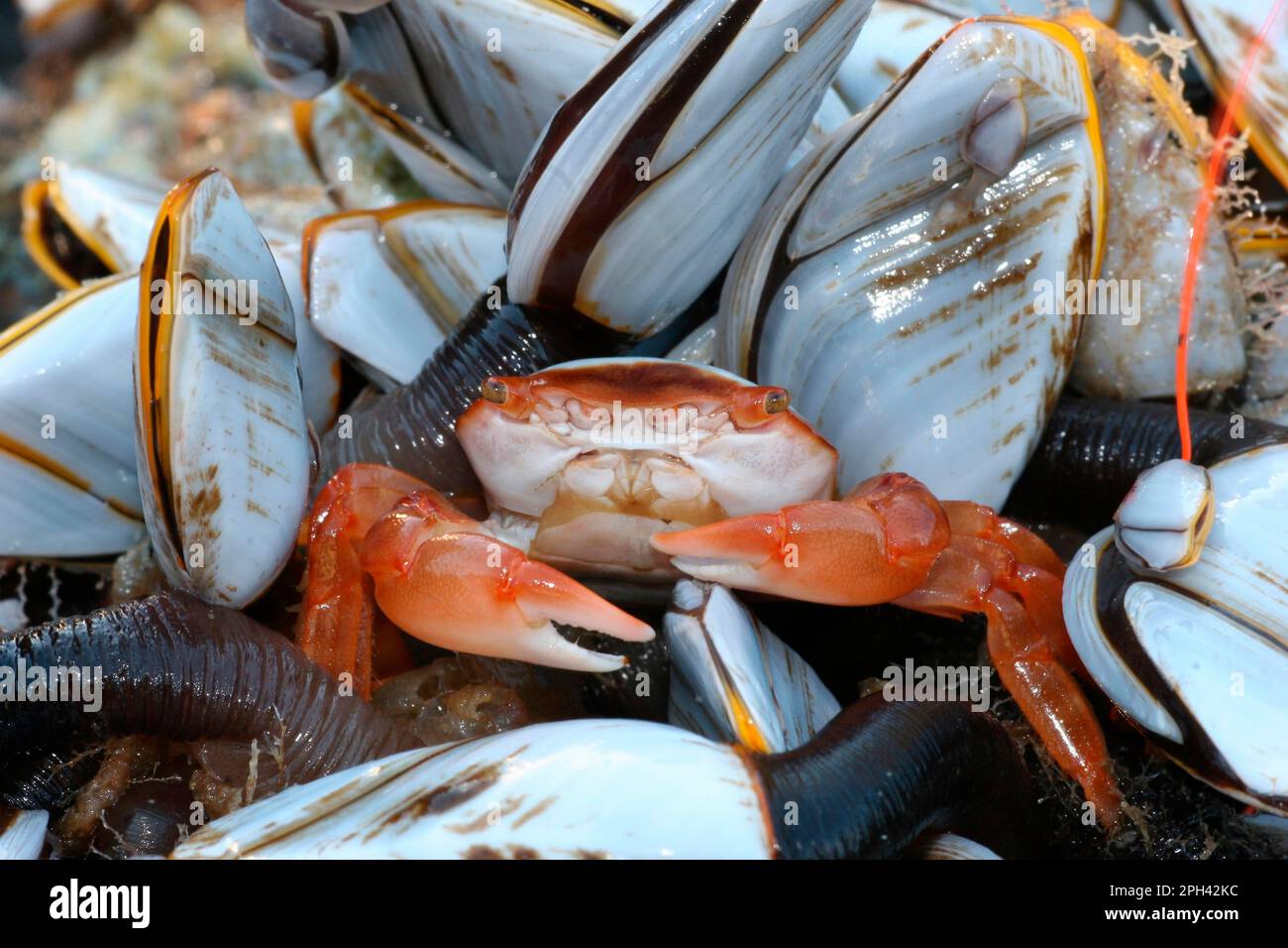Columbus Crab (Planes minutus), adulto, lavato sulla spiaggia tra un gruppo di morbido barnacolo gooseneck (Lepas anatifera), Dorset, Inghilterra, Unito Foto Stock