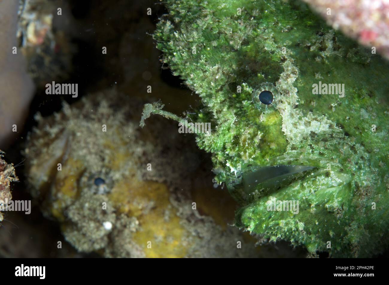 Rana pescatrice a coda di rondine (Lophiocharon trisignatus) due adulti, primo piano con esca, Waigeo Island, Raja Ampat, Papua Occidentale, Nuova Guinea, Indonesia Foto Stock