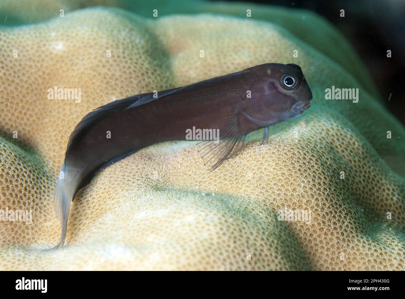 Blenny di pettinosità nera (Ecsenius namiyei), blennie nere, altri animali, pesci, animali, Blennies, Yellowtail Blenny blu variazione di colore, adulto Foto Stock