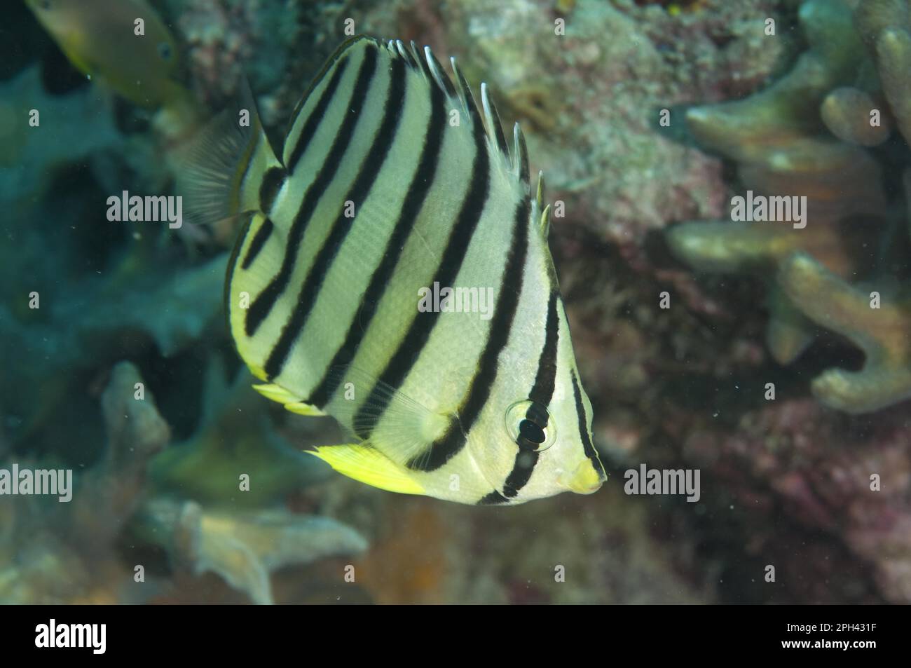 Pesce farfalla a otto bande (Chaetodon octofasciatus), pesce farfalla a banda larga, altri animali, Pesce, simile al pesce persico, Animali, pesce farfalla, otto bande Foto Stock