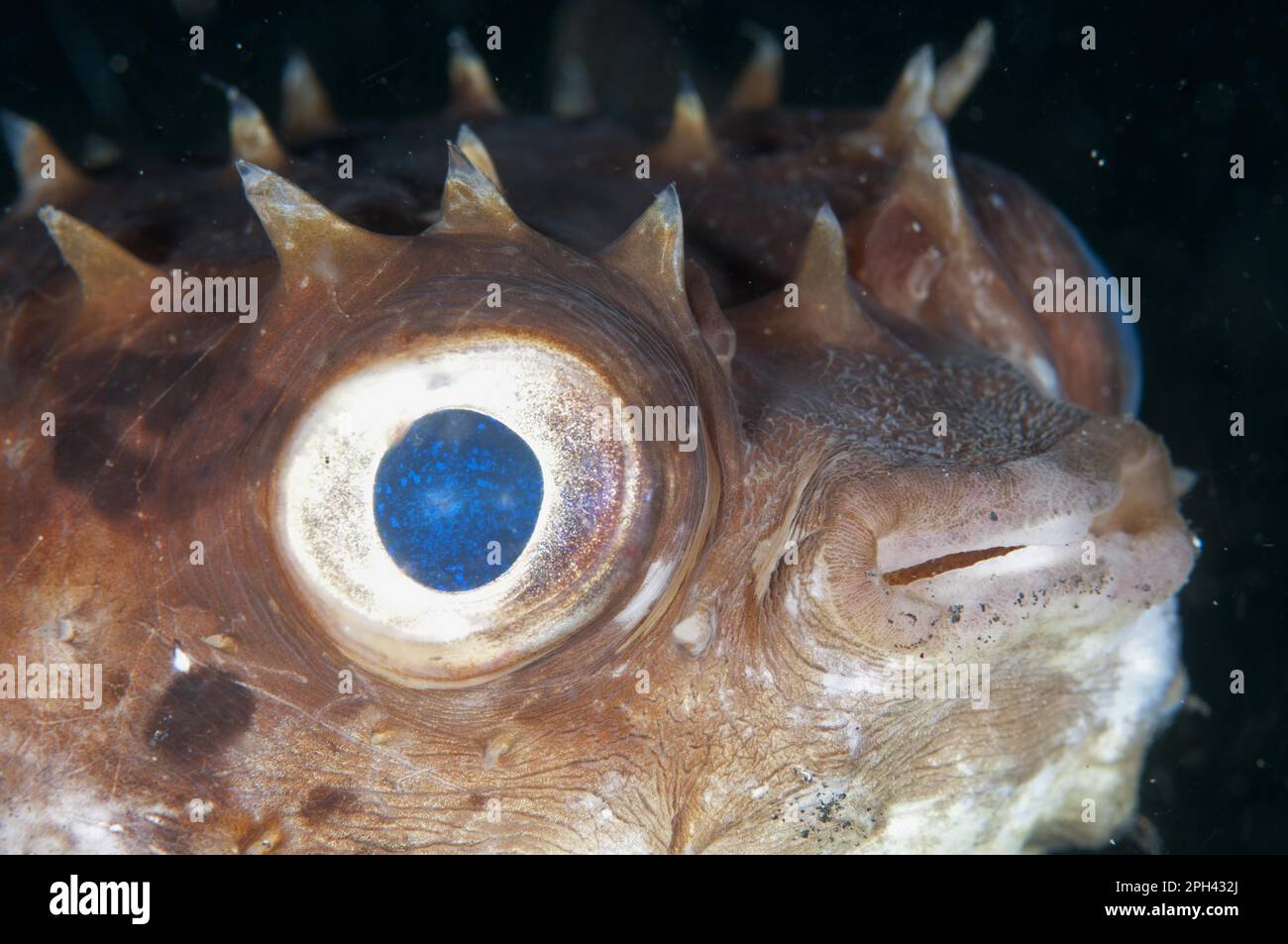 Pesce di Burrfish orbicolare (Cyclichthys orbicularis) adulto, primo piano della testa, Lembeh Straits, Sulawesi, Isole Sunda, Indonesia Foto Stock