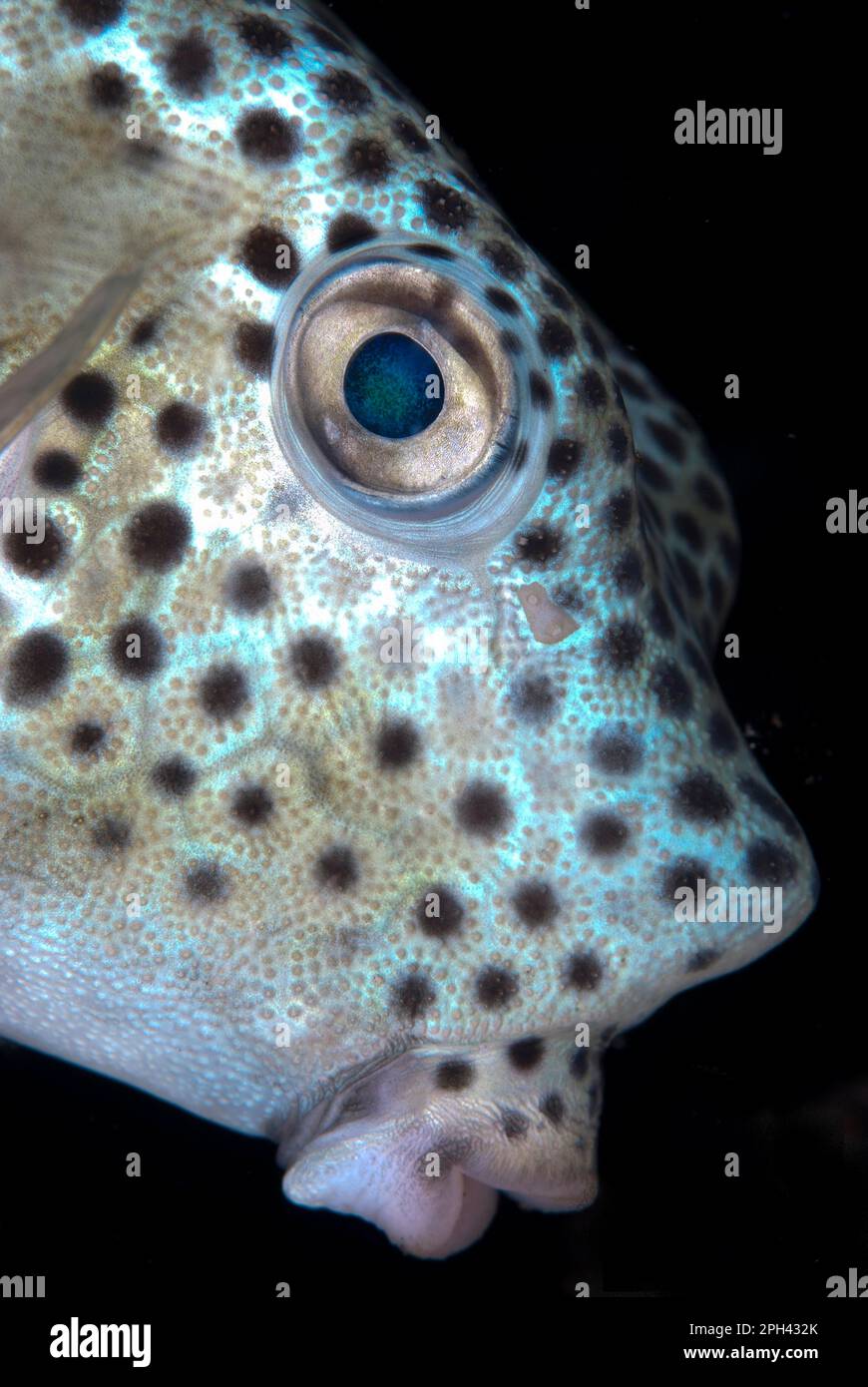 Shortnose Boxfish (Rhynchostracion nasus) giovani, primo piano della testa, Lembeh Straits, Sulawesi, Isole Sunda, Indonesia Foto Stock