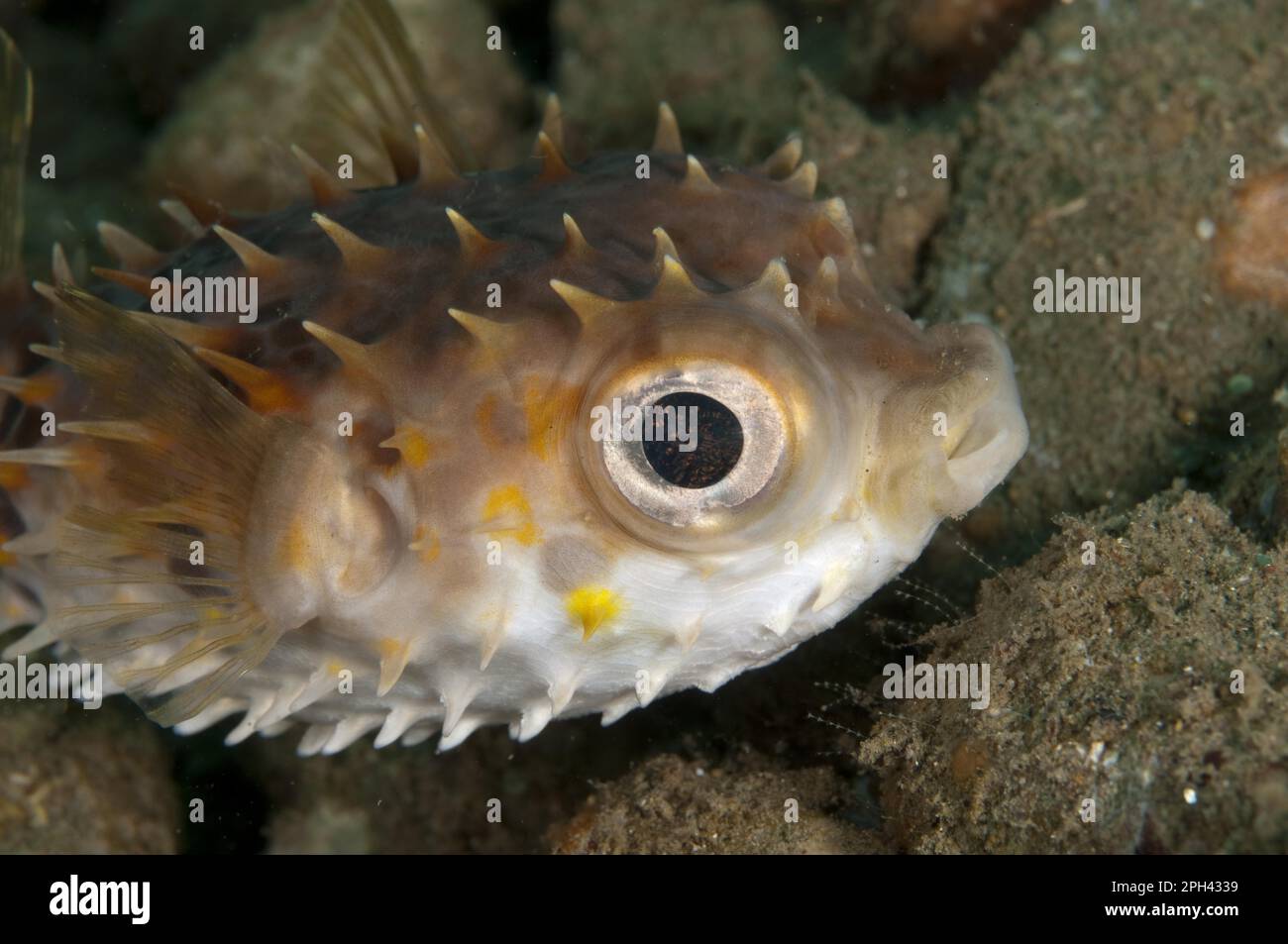 Pesce riccio a bassa filata (Diodontidae), pesce burrano, altri animali, pesci, animali, Pesce burrone orbicolare (Cylichys orbicularis) adulto, Ambon Foto Stock