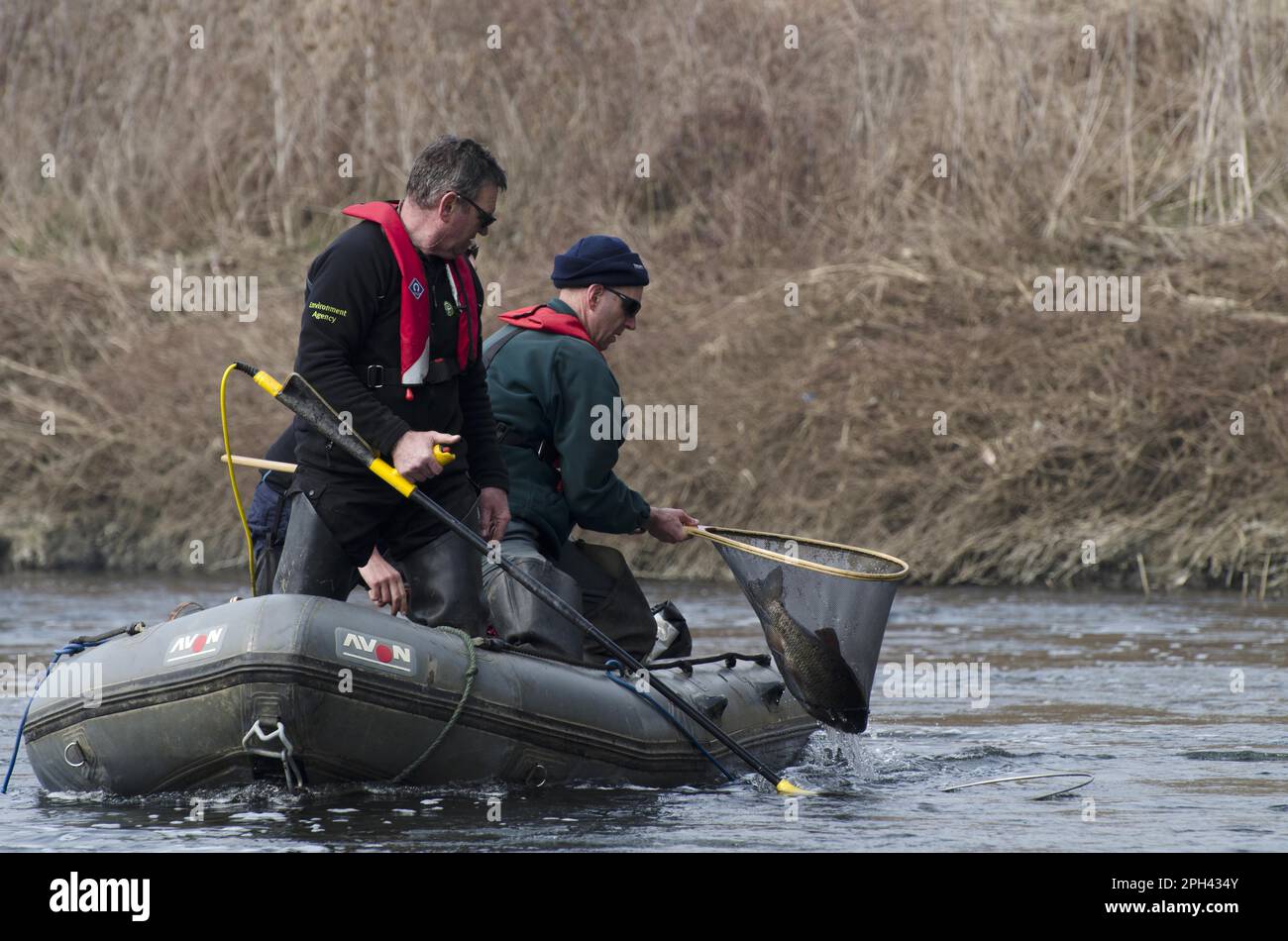 European Chub (Squalus cephalus) adulto, in rete detenuto da lavoratori dell'Agenzia per l'ambiente elettrofisciando durante l'indagine sul pesce, River Soar, Leicestershire Foto Stock
