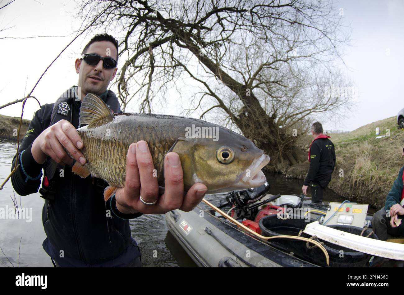 Europeo Cub (Squalus cephalus) adulto, tenuto da lavoratore dell'Agenzia per l'ambiente durante l'indagine sul pesce, River Soar, Leicestershire, Inghilterra, Regno Unito Foto Stock