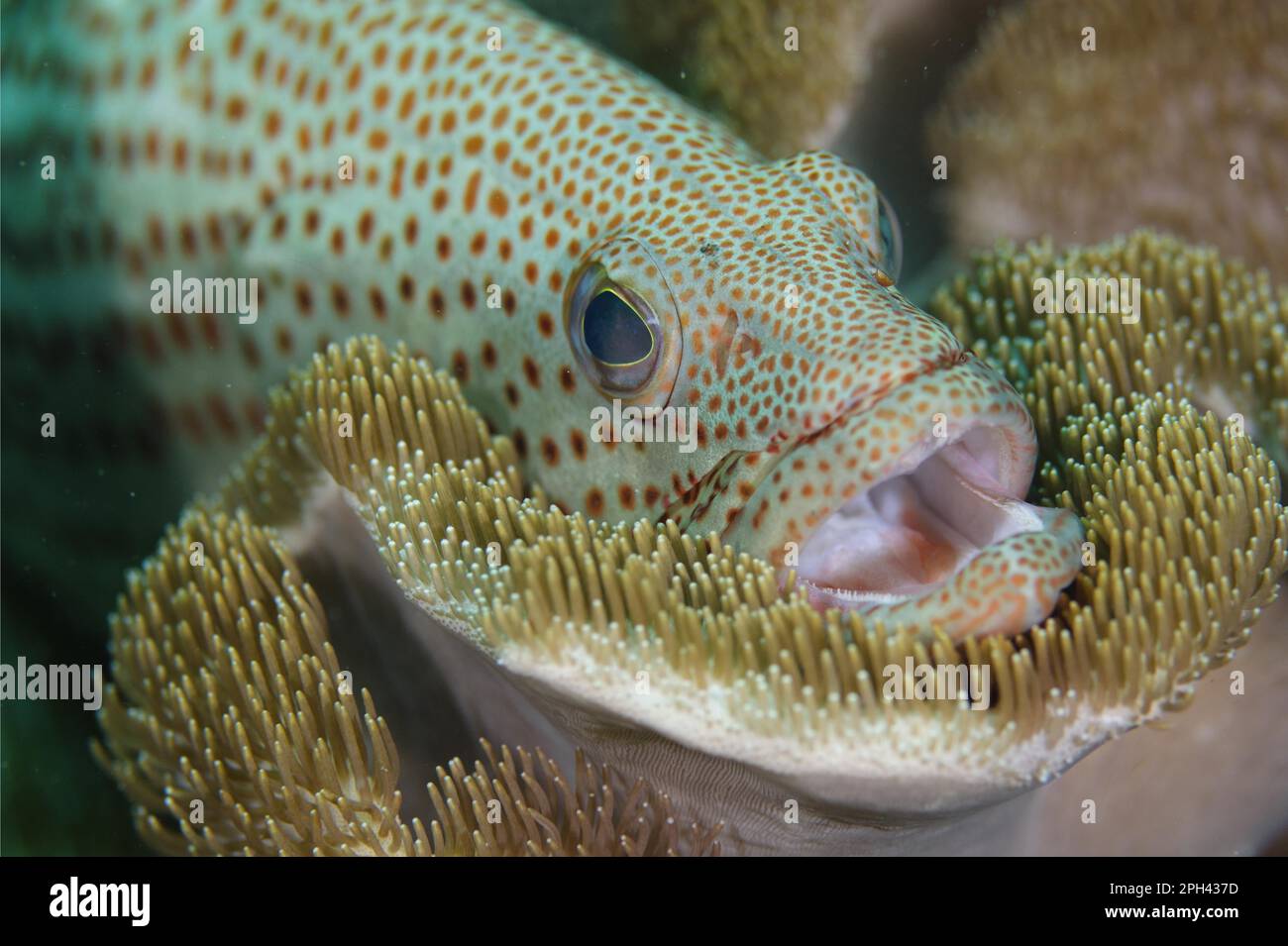 Grupiere bianco (Anyperodon leucogrammicus) adulto, primo piano della testa, con bocca aperta, riposante su corallo morbido, Loh Buaya, Isola di Rinca, Komodo N. Foto Stock