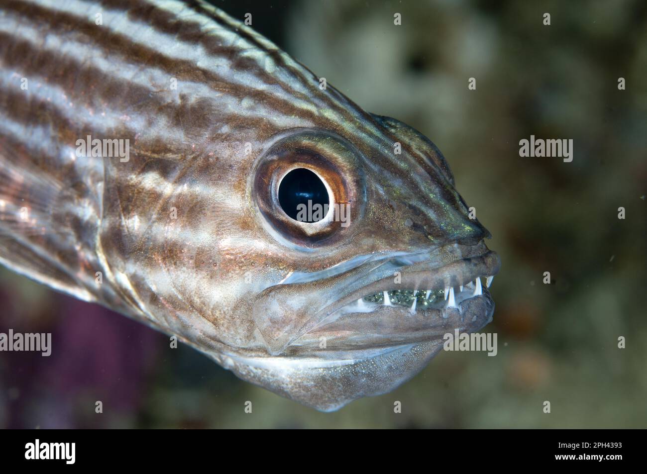 Pesce cardinale a denti grandi (Cheilodipterus macrodon) maschio adulto, primo piano della testa, uova da covata in bocca, Mioskon, stretto di Dampier, Isole Raja Ampat Foto Stock