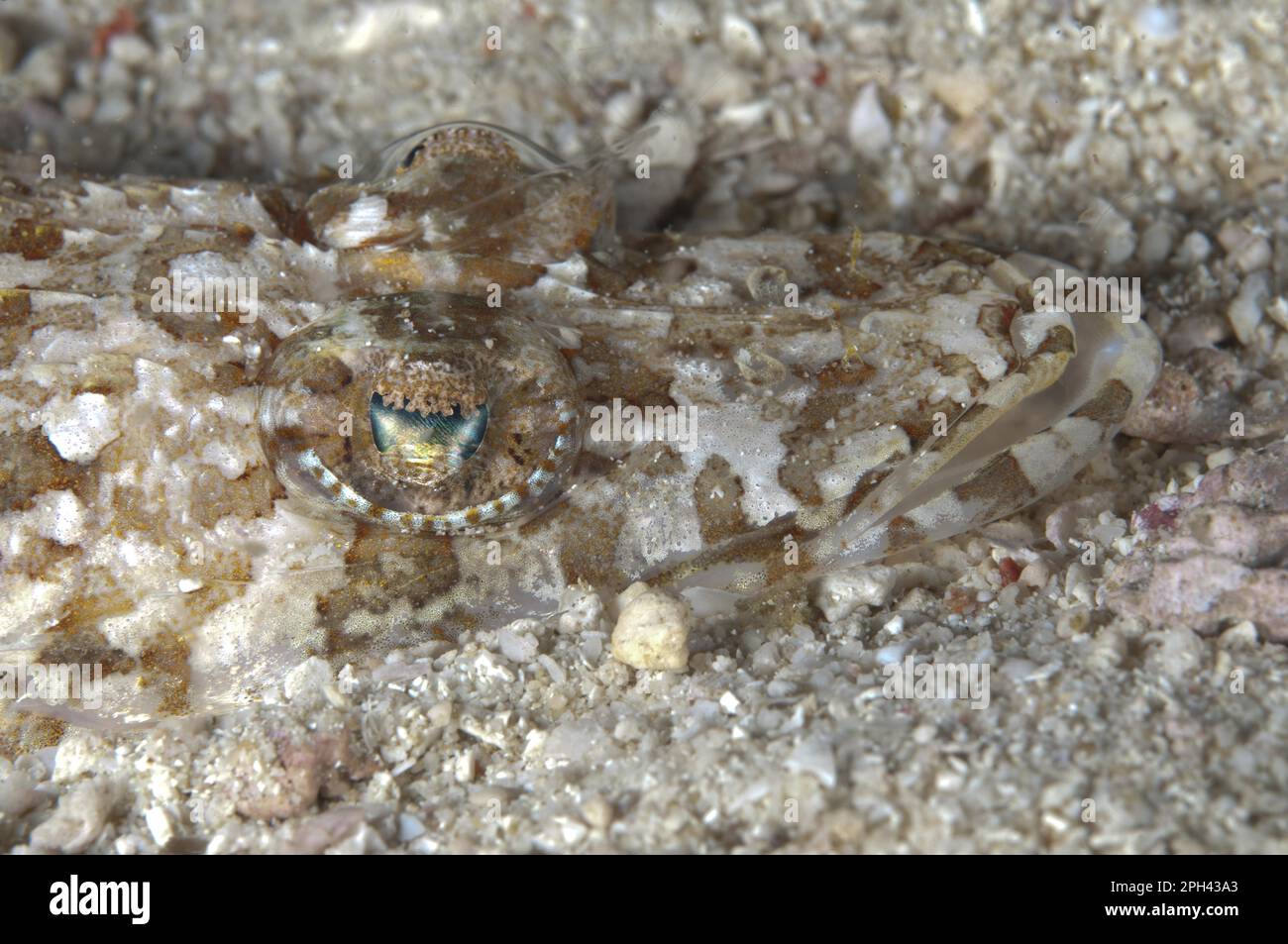 Testa di Broadhead (Thysanophrys arenicola) adulto, primo piano della testa mimeteggiata sul fondale marino di notte, Waigeo Island, Raja Ampat, Papua Occidentale, nuovo Foto Stock