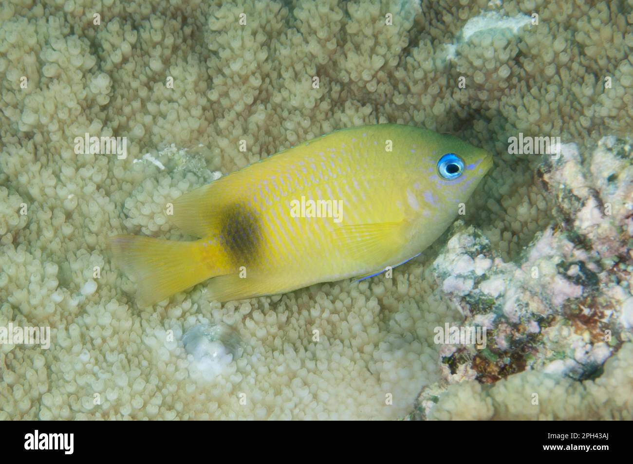 Johnston damselfish (Plectroglyphidodon johnstonianus) adulto, Flying Fish Cove, Christmas Island, Australia Foto Stock