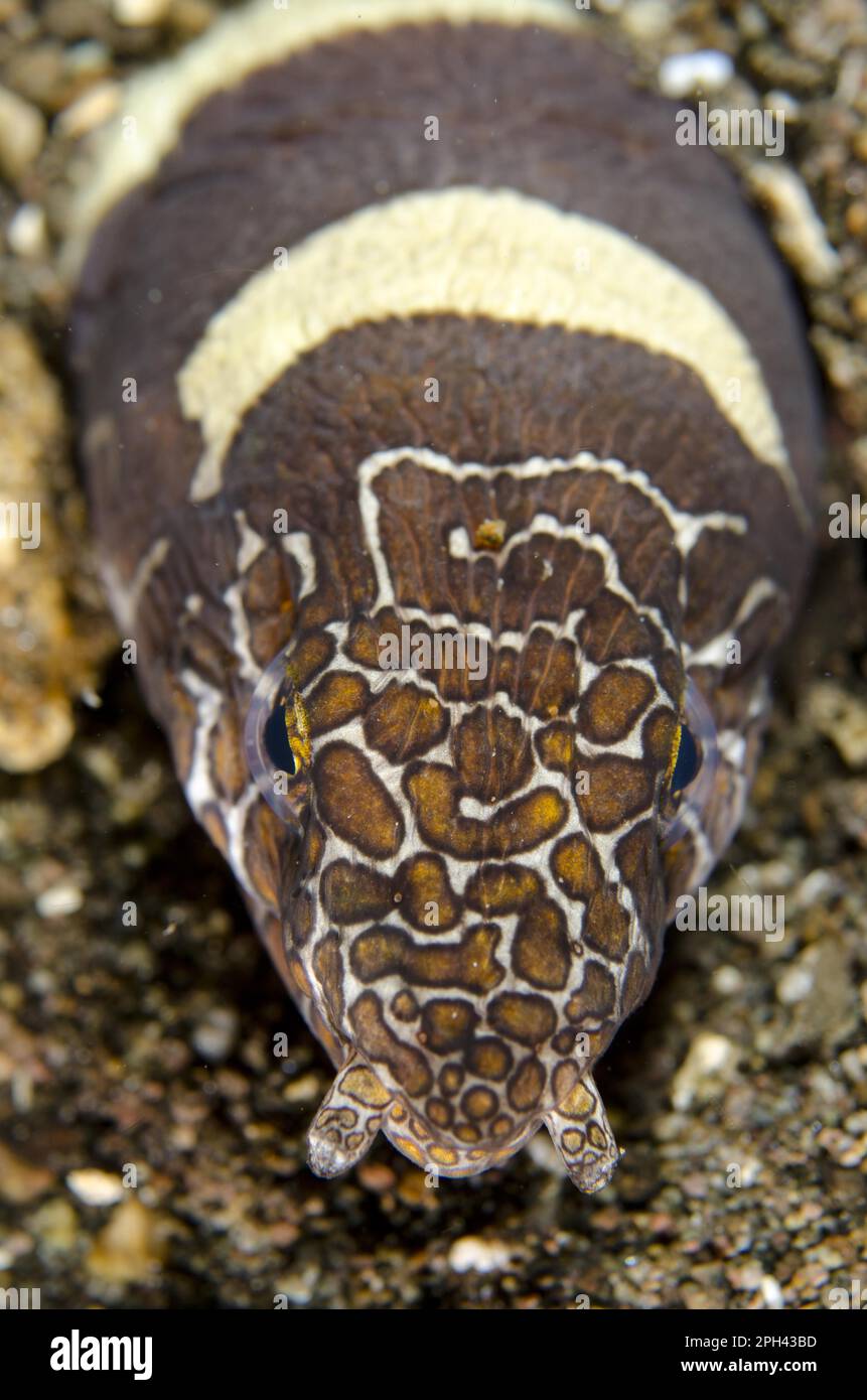 Adulto napoleone serpente anguilla (Ophichthus bonaparte), primo piano della testa, all'ingresso della sepoltura nella sabbia, Horseshoe Bay, Nusa Kode, Rinca Foto Stock