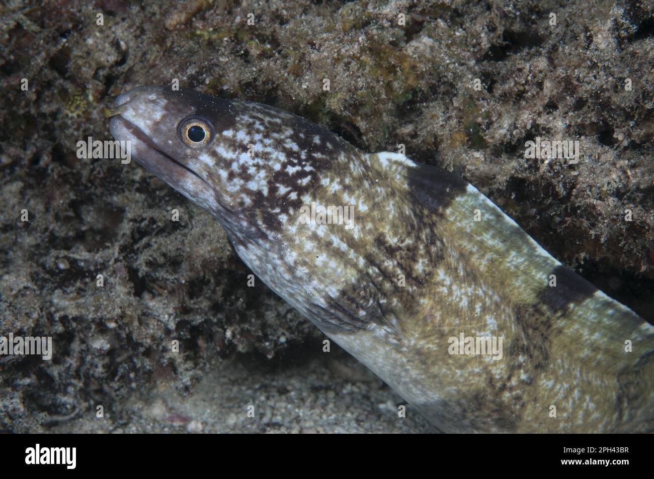 Moray Eel, Moray Eels, animali, altri animali, pesci, Moray Eels, Barred Moray Eel (Echidna polyzona) adulto, primo piano, nella barriera corallina di notte Foto Stock