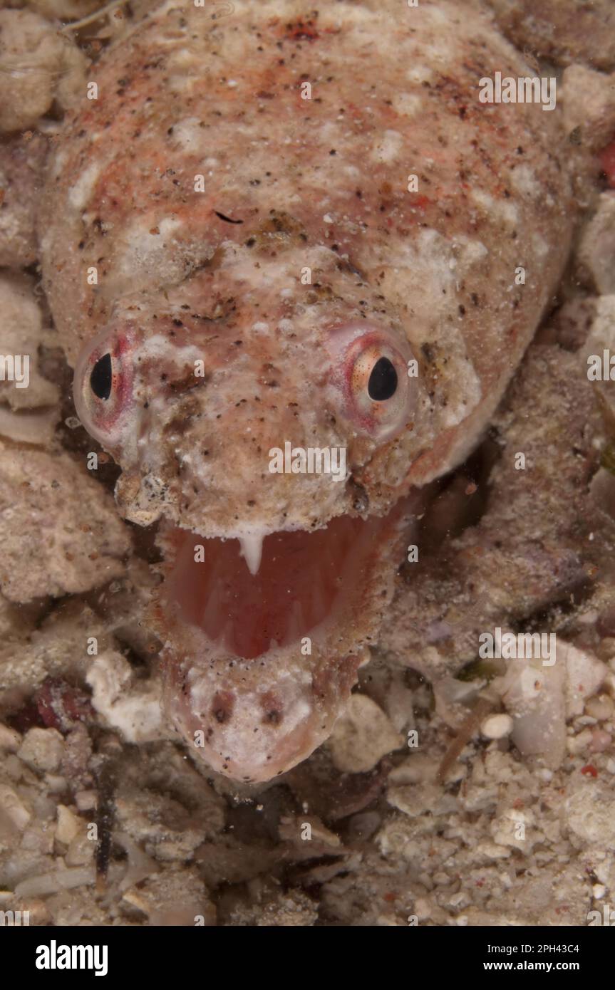 Anguille di serpente, anguille, altri animali, pesci, animali, Reptilian Snake Eel (Brachysomophis henshawi) adulto, con bocca aperta, primo piano della testa, Mabul Island Foto Stock