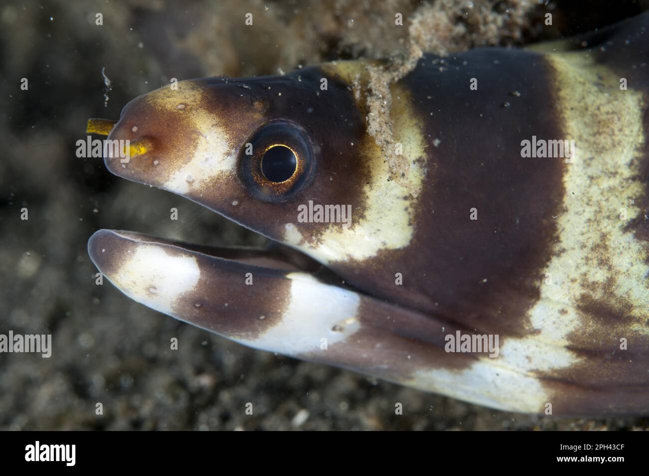 Moray Eel, Moray Eels, animali, altri animali (Pesci), Moray Eels, Barred Moray Eel (Echidna polyzona) adulto, primo piano della testa, Lembeh Straits Foto Stock